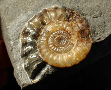 Load image into Gallery viewer, Calcite Xipheroceras ammonite fossil display piece (38mm)
