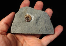 Load image into Gallery viewer, Calcite Promicroceras ammonite fossil display piece (16 mm)
