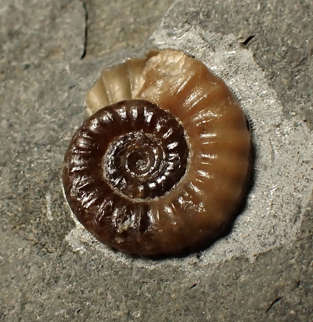 Calcite Promicroceras ammonite fossil display piece (16 mm)