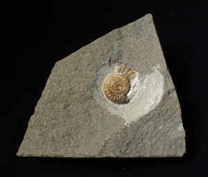 Calcite Promicroceras ammonite fossil display piece (15 mm)