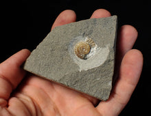 Load image into Gallery viewer, Calcite Promicroceras ammonite fossil display piece (15 mm)
