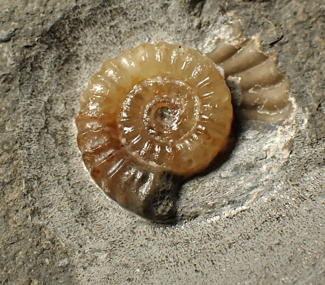 Calcite Promicroceras ammonite fossil display piece (15 mm)