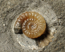 Load image into Gallery viewer, Calcite Promicroceras ammonite fossil display piece (15 mm)
