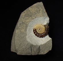 Load image into Gallery viewer, Large calcite Promicroceras ammonite fossil display piece (30mm)
