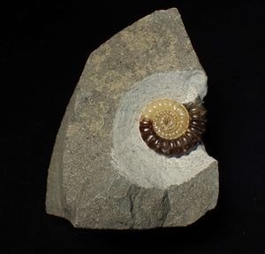 Large calcite Promicroceras ammonite fossil display piece (30mm)