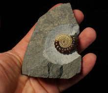 Load image into Gallery viewer, Large calcite Promicroceras ammonite fossil display piece (30mm)
