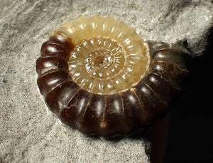 Large calcite Promicroceras ammonite fossil display piece (30mm)