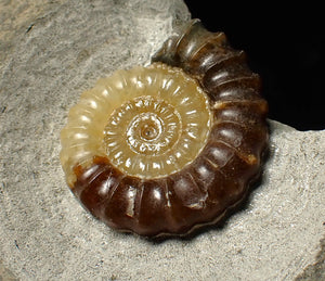 Large calcite Promicroceras ammonite fossil display piece (30mm)