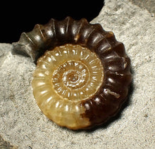 Load image into Gallery viewer, Large calcite Promicroceras ammonite fossil display piece (30mm)
