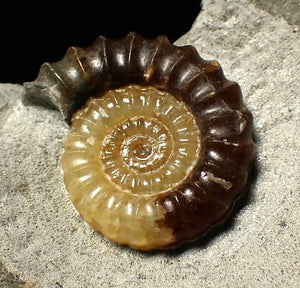Large calcite Promicroceras ammonite fossil display piece (30mm)