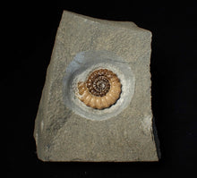 Load image into Gallery viewer, Large calcite Promicroceras ammonite fossil display piece (30mm)
