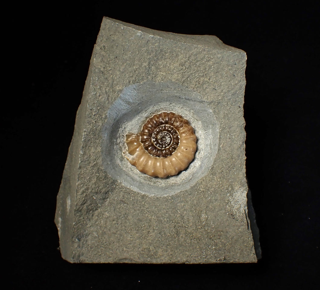 Large calcite Promicroceras ammonite fossil display piece (30mm)
