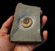 Load image into Gallery viewer, Large calcite Promicroceras ammonite fossil display piece (30mm)
