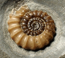 Load image into Gallery viewer, Large calcite Promicroceras ammonite fossil display piece (30mm)
