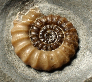 Large calcite Promicroceras ammonite fossil display piece (30mm)
