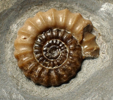 Load image into Gallery viewer, Large calcite Promicroceras ammonite fossil display piece (30mm)
