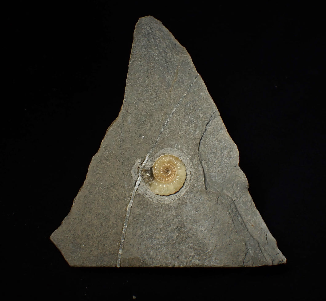 Calcite Promicroceras ammonite fossil display piece (25 mm)