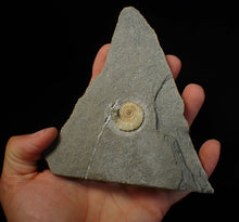 Load image into Gallery viewer, Calcite Promicroceras ammonite fossil display piece (25 mm)

