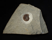 Load image into Gallery viewer, Calcite Promicroceras ammonite fossil display piece (21 mm)
