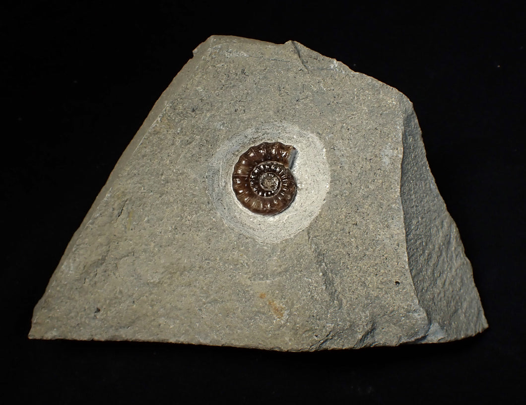 Calcite Promicroceras ammonite fossil display piece (21 mm)