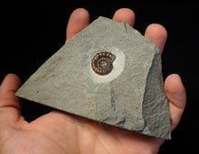 Load image into Gallery viewer, Calcite Promicroceras ammonite fossil display piece (21 mm)
