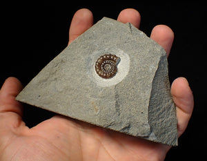 Calcite Promicroceras ammonite fossil display piece (21 mm)