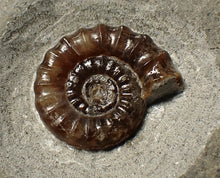 Load image into Gallery viewer, Calcite Promicroceras ammonite fossil display piece (21 mm)
