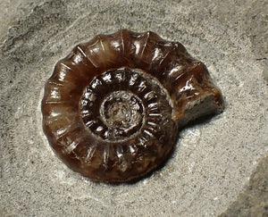 Calcite Promicroceras ammonite fossil display piece (21 mm)