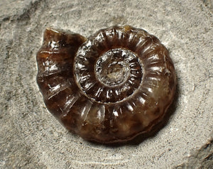 Calcite Promicroceras ammonite fossil display piece (21 mm)