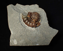 Load image into Gallery viewer, Large calcite Promicroceras ammonite fossil display piece (30mm)
