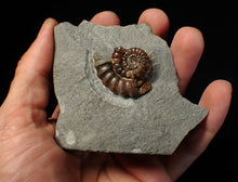 Load image into Gallery viewer, Large calcite Promicroceras ammonite fossil display piece (30mm)
