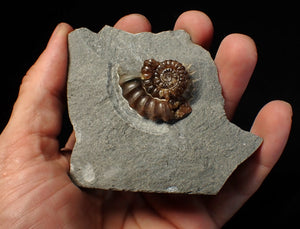 Large calcite Promicroceras ammonite fossil display piece (30mm)