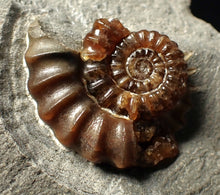 Load image into Gallery viewer, Large calcite Promicroceras ammonite fossil display piece (30mm)
