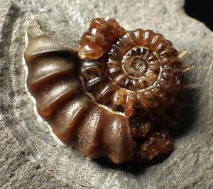 Large calcite Promicroceras ammonite fossil display piece (30mm)