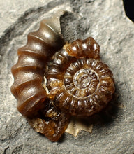 Load image into Gallery viewer, Large calcite Promicroceras ammonite fossil display piece (30mm)
