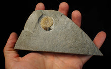 Load image into Gallery viewer, Calcite Promicroceras ammonite fossil display piece (25 mm)
