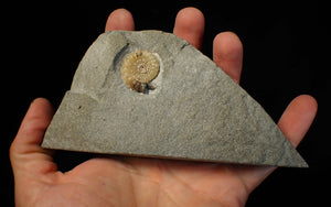 Calcite Promicroceras ammonite fossil display piece (25 mm)