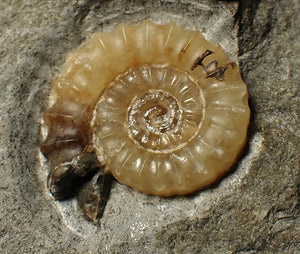Calcite Promicroceras ammonite fossil display piece (25 mm)