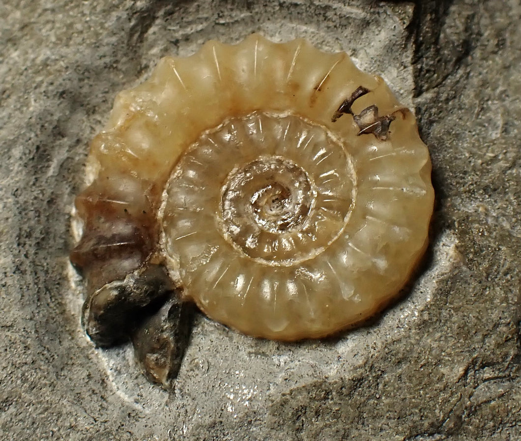 Calcite Promicroceras ammonite fossil display piece (25 mm)
