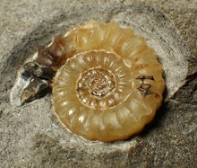 Load image into Gallery viewer, Calcite Promicroceras ammonite fossil display piece (25 mm)
