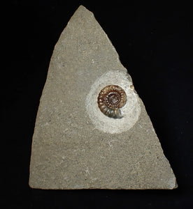 Calcite Promicroceras ammonite fossil display piece (20 mm)
