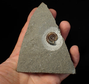 Calcite Promicroceras ammonite fossil display piece (20 mm)