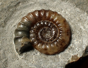Calcite Promicroceras ammonite fossil display piece (20 mm)