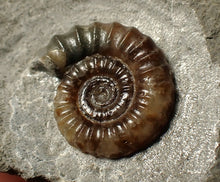 Load image into Gallery viewer, Calcite Promicroceras ammonite fossil display piece (20 mm)
