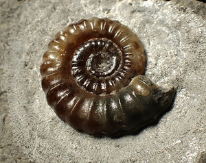 Calcite Promicroceras ammonite fossil display piece (20 mm)