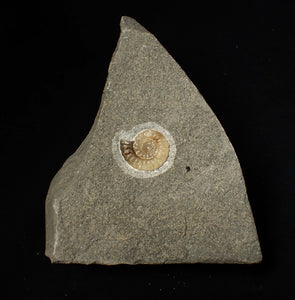 Calcite Promicroceras ammonite fossil display piece (19 mm)