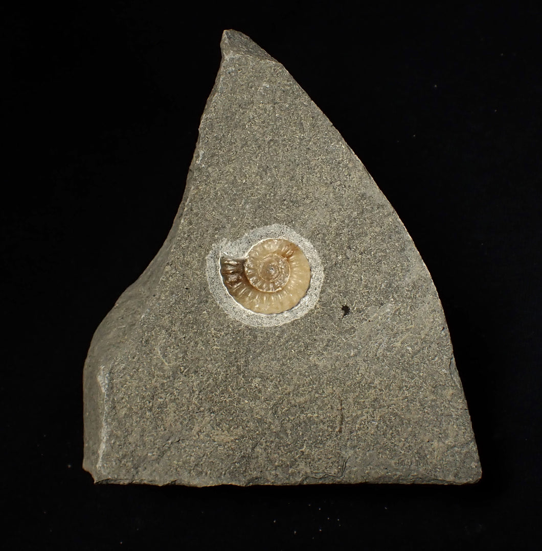 Calcite Promicroceras ammonite fossil display piece (19 mm)