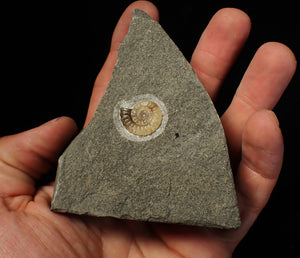 Calcite Promicroceras ammonite fossil display piece (19 mm)