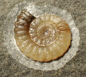 Calcite Promicroceras ammonite fossil display piece (19 mm)
