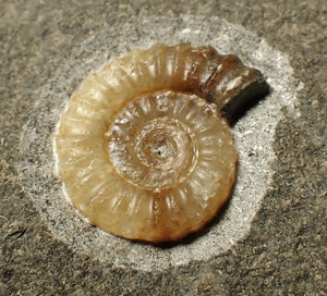 Calcite Promicroceras ammonite fossil display piece (19 mm)